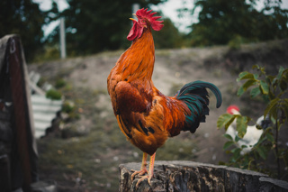 Ep. 118 Keeping Roosters