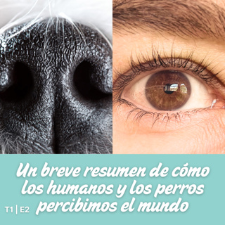 T1|E2 Un Breve Resumen de Cómo los Humanos y los Perros Percibimos el Mundo