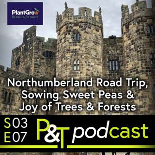 Joy of Forests and Trees, Northumberland Road Trip & Sowing Sweet Peas