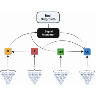 The benefits of a network view of selection response for complex traits