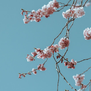Don’t Get Stuck on Peace, See Everything as A Dream