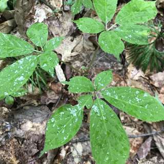 Episode 18: Tanner Filyaw, Plant Propagation Manager with United Plant Savers, Non-Timber Forest Products, Ginseng (Panax quinquefolius), and Growing Wild-Simulated Woodland Medicinal Plants for Native Plant Conservation