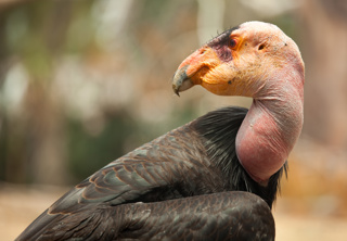 Condors, Conservation, & You