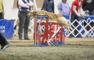 134: Priming Your Dog Before and Agility Trial