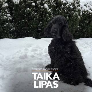 Tarina: Freddy-koira lumimyrskyssä