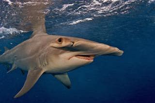 Hammerheads Up Close: The Science Behind the Spectacle w/Dr Katy Ayres