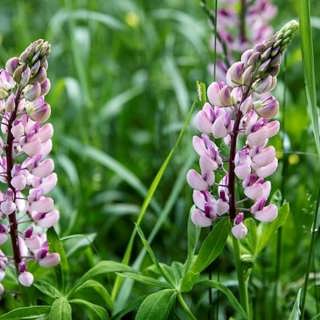 Vad kan vi lära oss av lupinens framfart i Sverige?