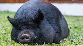 Ep. 69 Heritage Pigs