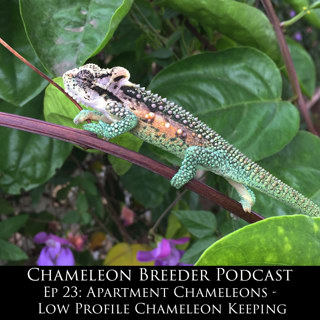 Ep 23: Apartment Chameleons & Low Profile Chameleon Keeping