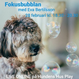 Inför Fokusbubblan med Eva Bertilsson