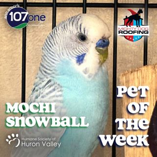 a2VV: HSHV Pet of the Week 10/23/25