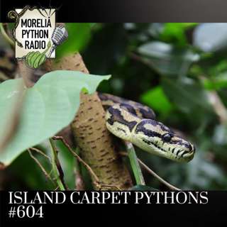 Island Carpet Pythons & White Lipped Pythons