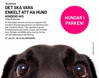 Fem basic-övningar i vardagen för din hund