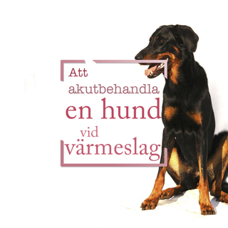 Att akutbehandla en hund vid värmeslag