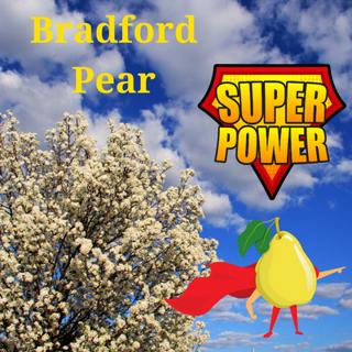 349: Super Power of Bradford Pear with Eliza Greenman
