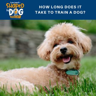 How Long Does It Take to Train a Dog? #9
