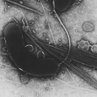 TWiM #108: Vaccine in the time of cholera