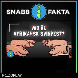 Vad är Afrikansk Svinpest?