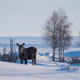 Älgträngsel i nationalparken och spårtur på snöskor