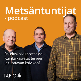 Rauduskoivu nosteessa – Kuinka kasvatat terveen ja tuottavan koivikon?