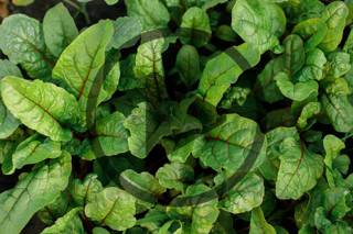 Urban Farming & Selling Microgreens