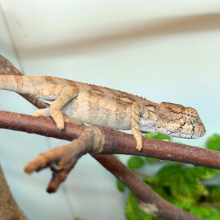Researching Chameleon Species
