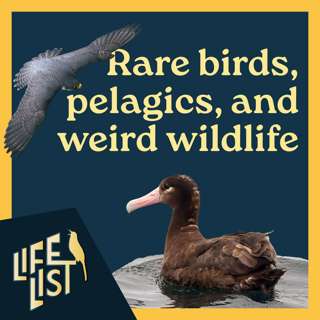 Rare birds, late summer pelagics, and weird wildlife encounters