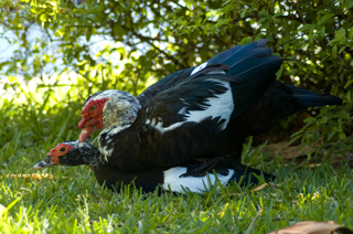 Animal Sexual Behavior