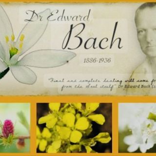 155. Dr Bachs blomessenser och den läkande kraften i att känna