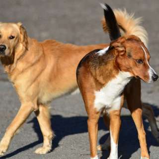 Hva skjer egentlig på et Språkseminar?