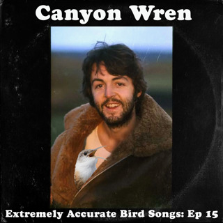 Canyon Wren