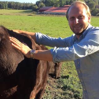 Mannen som masserar kossor