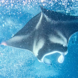  Facts: The Reef Manta Ray