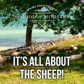 It's All About The Sheep | Debora Lyon