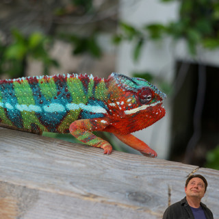 Crossbreeding Chameleons - should we?