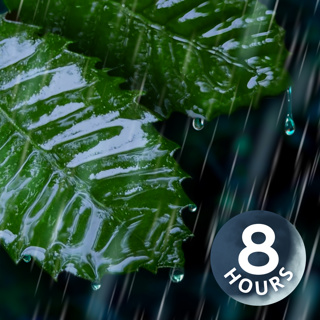 Sleep Better with Rain on Leaves! | 8 Hour Rain Sounds for Sleeping