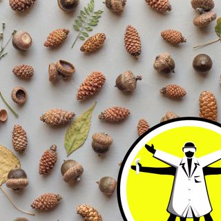 The Secret Life of Seeds