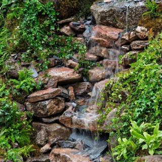 From Rainforests to Garden Borders: Nature’s Wild Edges