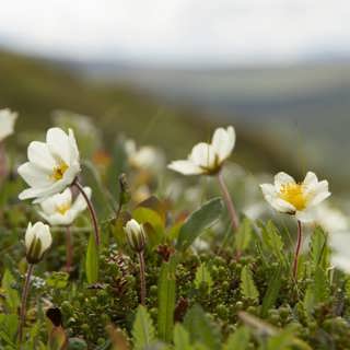 Midnattssolens midsommarbukett – och Linnés fascination för småkryp