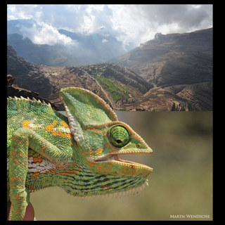 90: Veiled Chameleon Husbandry - Environment & Caging