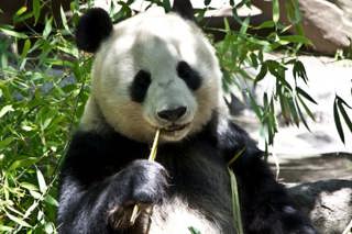 The Giant Panda: A Conservation Success Story?