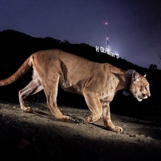 'Big Cats' highlights the remarkable power of photojournalism