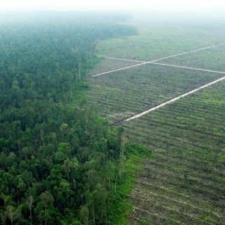 Hjälpa eller stjälpa – mat och skog avgörande för klimatet