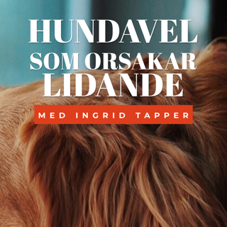 Hundavel som orsakar lidande - Med Ingrid Tapper