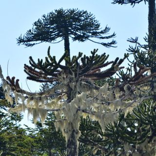 Araucaria Forests of Chile