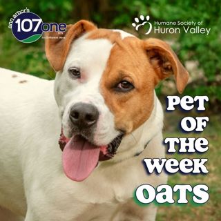 HSHV Pet of the Week 8/20/26