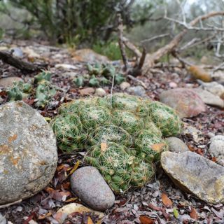 South Texas Soliloquy, Cactus Rescue, Tough Broads, etc