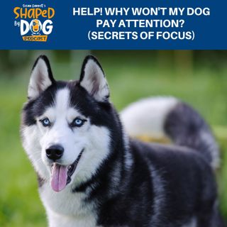 Help! Why Won't My Dog Pay Attention? (Secrets Of Focus) #242