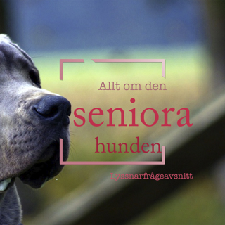 Allt om den seniora hunden - Lyssnarfrågor