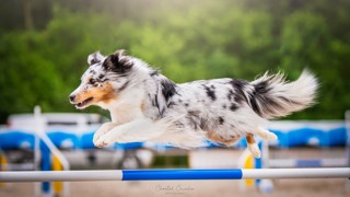320: What NOT to Train Right Before a Big Event